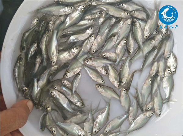 东海禁渔 海鲜价格遍及上涨 河虾很多上市 价格大大跳水